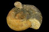 Jurassic Ammonite (Stephanoceras) Fossil - Switzerland #129417-1